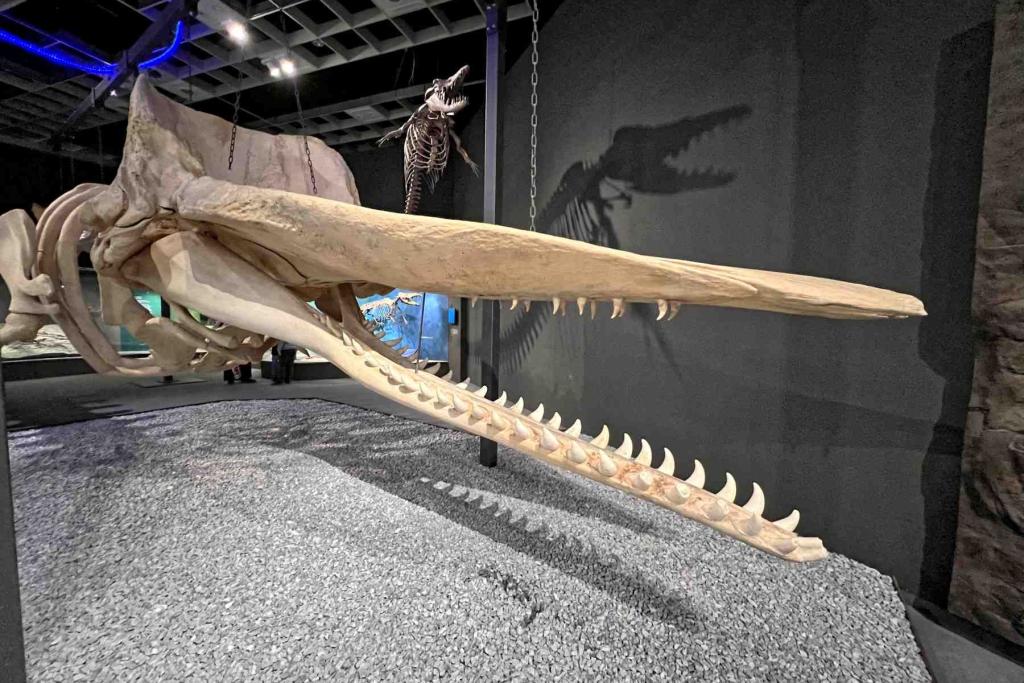 Münster LWL Naturkundemuseum